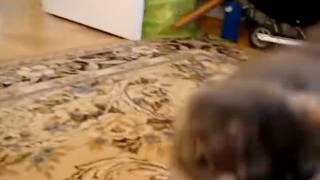 Bella история 1 смотреть онлайн