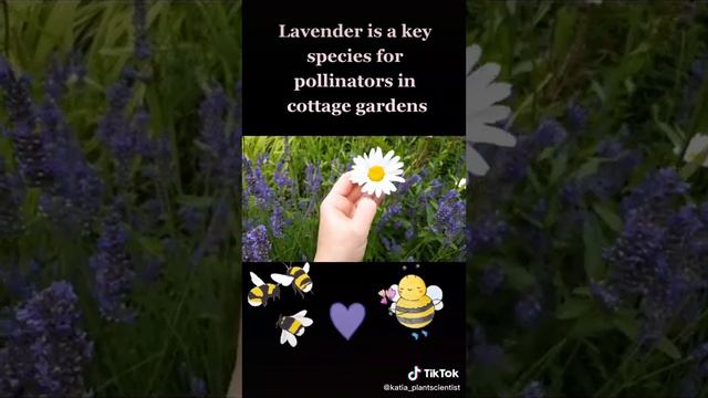 Lavender, a wildlife-friendly garden plant смотреть онлайн