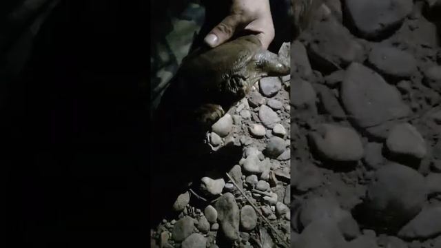 Дальневосточная черепаха поймали черепаху на наживку, спиннинг, в реке Бира в ЕАО. смотреть онлайн