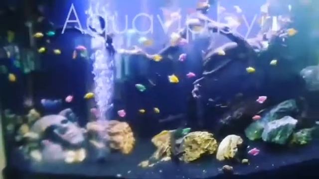 GloFish и Hardscape. Флуоресцентные рыбки.
