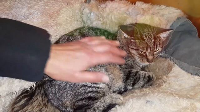 Срочно ищем дом для Мурчика, замерзающего на дачах! Любящий хозяин, отзовись! смотреть онлайн