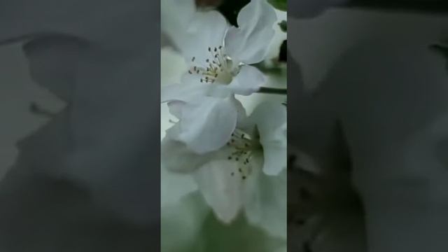 Кыргыз адабияты / 7-класс / А. Осмонов смотреть онлайн