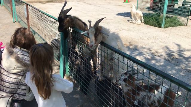 Суета в Бабушкином дворике! смотреть онлайн