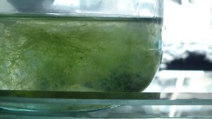 Отчёт по средству AlgoFin Tetra от водорослей (нитчатке) Коряге и освещение
