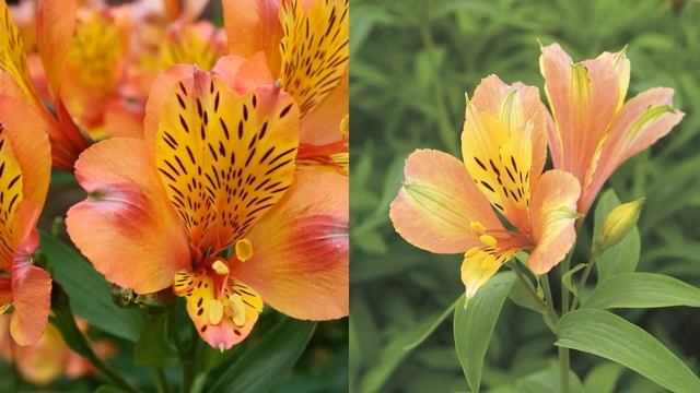 Alstroemeria Flowers ORANGE