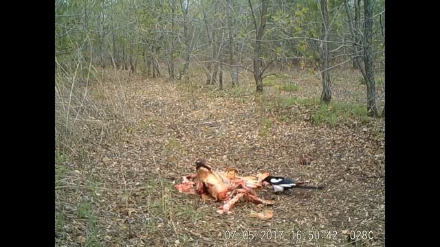 Тест камеры Acorn Ltl 6210MG в полевых условиях смотреть онлайн