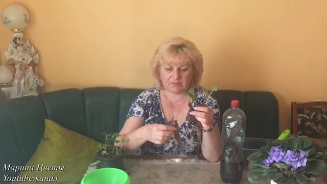 Клубника - какую купить рассаду.Обман. смотреть онлайн