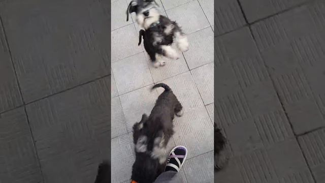 Our lovely puppies) смотреть онлайн