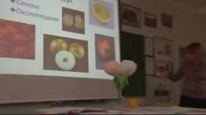 Видеоурок по биологии "Плоды, виды плодов" 6 класс