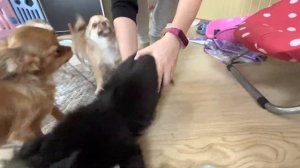 Обзор помёта ЧИХУАХУА длинношерстные. У нас можно купить щенка чихуахуа. Puppy chihuahua @ chivava