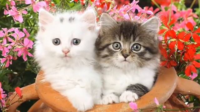 English Reading, Reddy's Funny Stories /A Puzzle смотреть онлайн