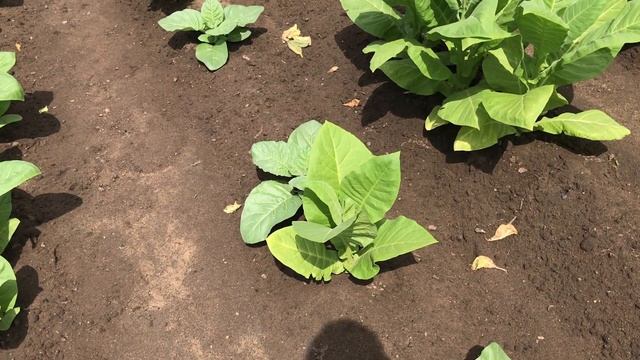 Табак 1,5 месяца в грунте. Неутешительные результаты. смотреть онлайн