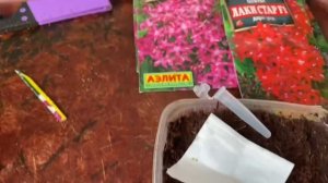 Пентас  Лаки стар F1 - посев семян . #пентас #цветы #цветыпентос #лакистар #сад #садовые #садмечты