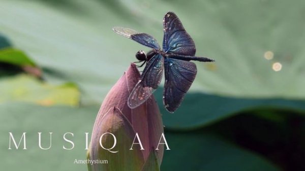 Amethystium ⋄ Aurorae EP