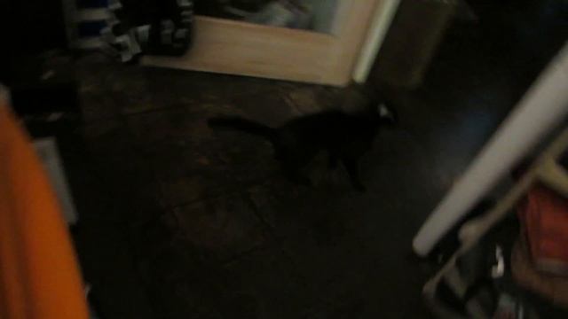 The Adventures of Homeward Bound 3 смотреть онлайн