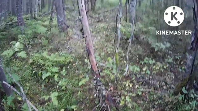 10 рябчиков на завтрак, или как я подцепил "МУДОРЕЗ" смотреть онлайн