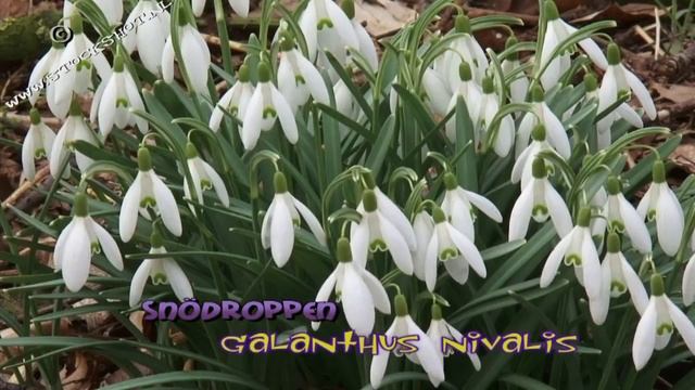 sneeuwklokjes - snowdrops - galanthus nivalis #01 смотреть онлайн