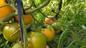 Золотое колесо! Полный обзор томата