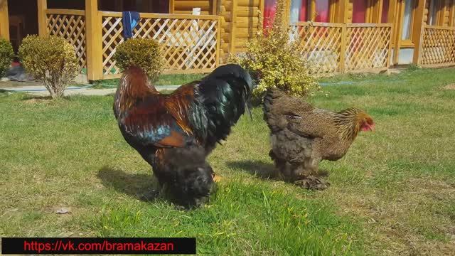 брама разновидности окраса. основные окрасы смотреть онлайн