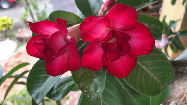 Adenium Obesum Seed Grown Double Red Flower