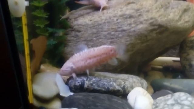 Кормлю сомов овощами: патиссоном и тыквой смотреть онлайн