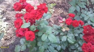 Обзор бордюрной розы ТАМАНГО