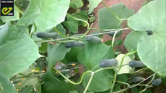 Огурец Седрик F1 - Enza Zaden. Обзор.