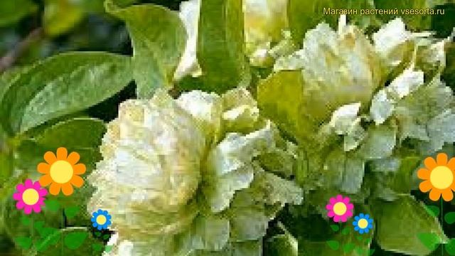 Клематис гибридный Кохана. Краткий обзор, описание характеристик, где купить саженцы clematis Kohan смотреть онлайн