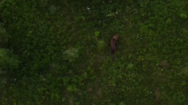 Медведь на ромашковом поле. смотреть онлайн