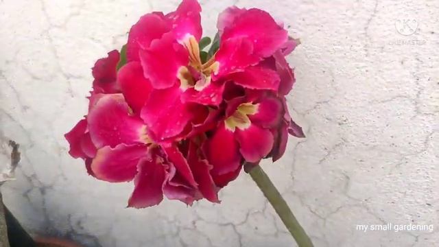 My new grafted adenium plant смотреть онлайн