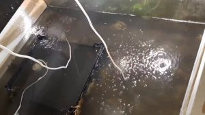 Передержка раков.Заселяем пресноводных раков