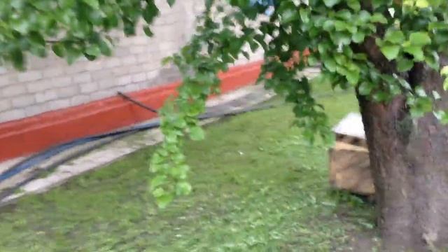 Цветение гречихи. 2015 г. смотреть онлайн