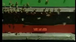 Разведение пчел для начинающих