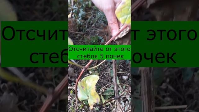 Клематис 2 группы. Обрезка осенью смотреть онлайн