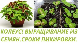 Колеус из семян.Сроки пикировки. Уход за рассадой до пикировки.Обзор.Цветы.Сад.