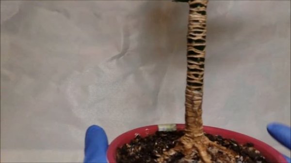 Применение цитокининовой пасты на драцене. Стимуляция роста новых побегов.