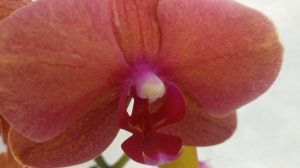 Орхидея Surf Song/Сёрф Сонг