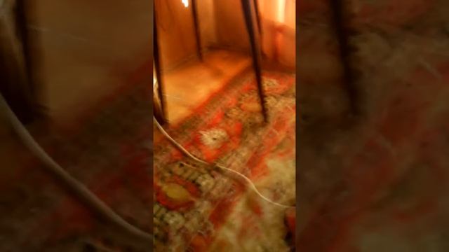 Собака играет с шариком смотреть онлайн