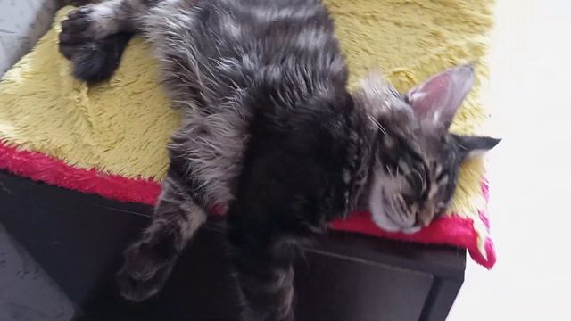 Феникс и Шмель, мейн куны полидакты 🌞🌞🙀 смотреть онлайн