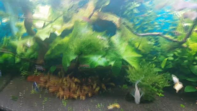 Новые изменения в моем аквариуме планы на будущее смотреть онлайн