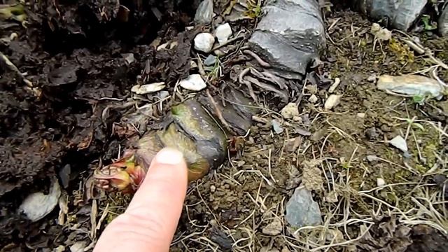 The Beast Awakens - Darmera peltata смотреть онлайн