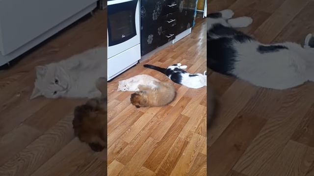 Мама Кот смотреть онлайн