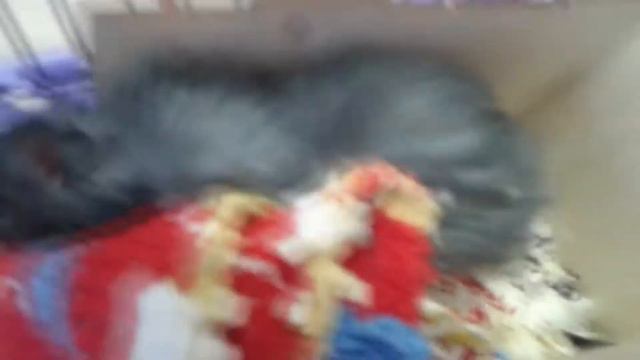 Знакомство Хомячков! смотреть онлайн
