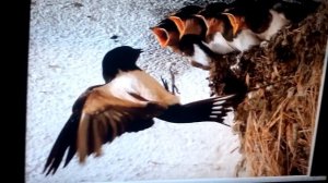 Стрижонок скрип