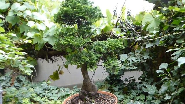 V2: Cypresses / Tilia Cordata смотреть онлайн