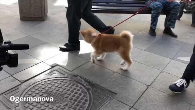 Akita Inu. Masaru’s sidewalk Around Kremlin. For Alina Zagitova. Акита Ину Масару смотреть онлайн