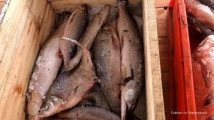 Засолка рыбы колодкой. Простой способ. Весь пошаговый процесс.