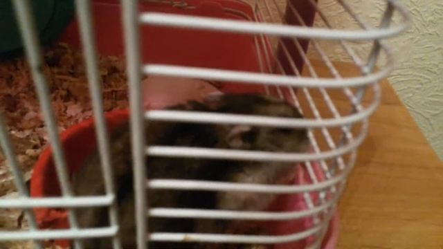 Джунгарский хомячок