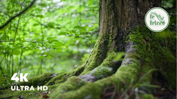 Успокаивающая музыка для расслабления | Лесные пейзажи | Релакс