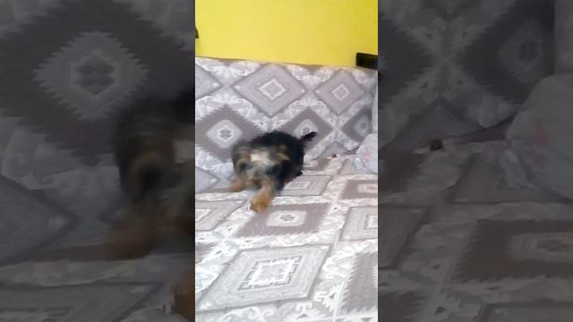 Вот так мы кушаем колбасу!!!! смотреть онлайн